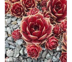 Sempervivum RED LION