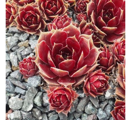 Sempervivum RED LION