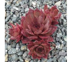 Sempervivum RED SKROCKI