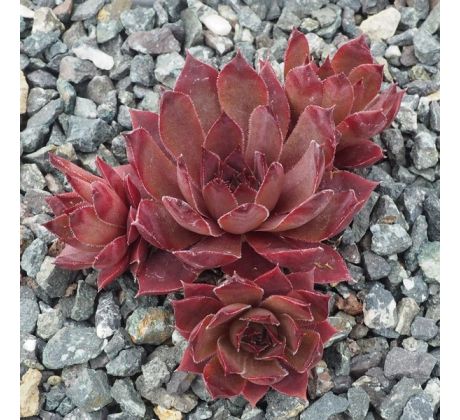 Sempervivum RED SKROCKI