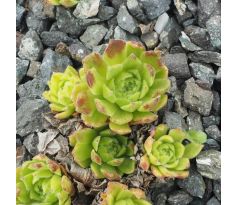 Sempervivum JIGGER