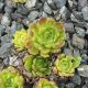 Sempervivum JIGGER