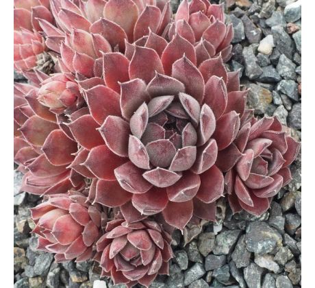 Sempervivum ENGLE`S