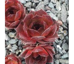 Sempervivum REX