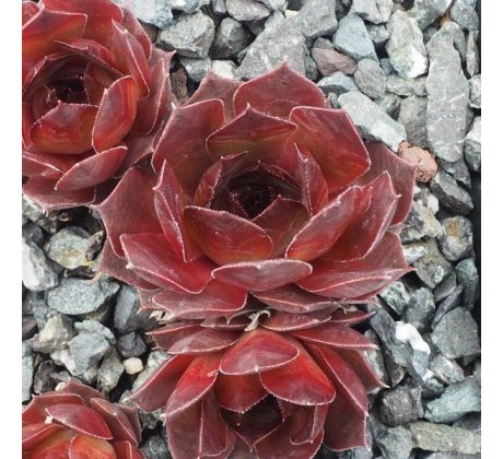 Sempervivum REX