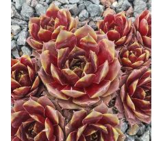 Sempervivum RED WEST