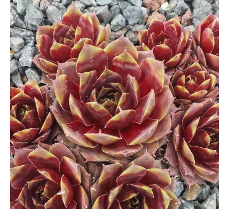 Sempervivum RED WEST