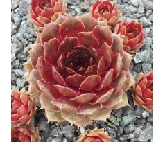 Sempervivum MAKABOE