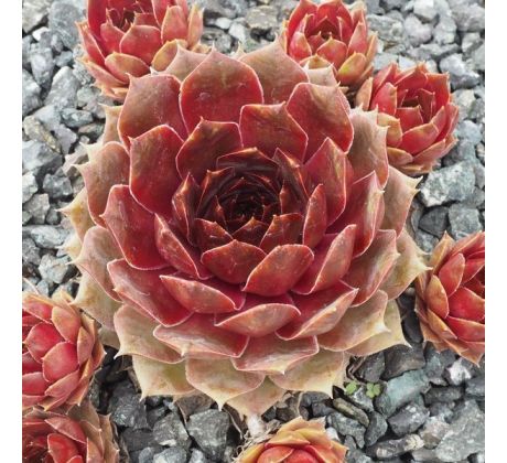 Sempervivum MAKABOE