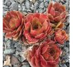 Sempervivum HIDDE`S ROOSJE