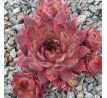 Sempervivum DARK CLOUD