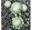 Sempervivum WEISSE FEDER