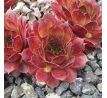 Sempervivum ALINE