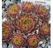 Sempervivum REGENSBURGER CLOWN