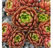 Sempervivum REGENSBURGER PRINZ