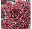 Sempervivum RICH AND FRUITY