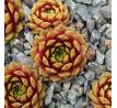 Sempervivum RIO DE JANEIRO