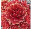 Sempervivum ROCKNOLL ROSETTE