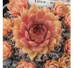 Sempervivum ROMANZE