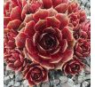 Sempervivum ROSANNA