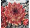 Sempervivum ROSSINI