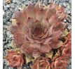 Sempervivum ROTSCHWÄNZCHEN