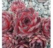 Sempervivum PACIFIC PURPLE SHADOW