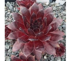 Sempervivum RUBY PORT