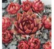 Sempervivum SAGA