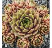 Sempervivum SAGUNTUM