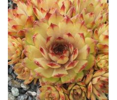 Sempervivum SAHARAASONNE