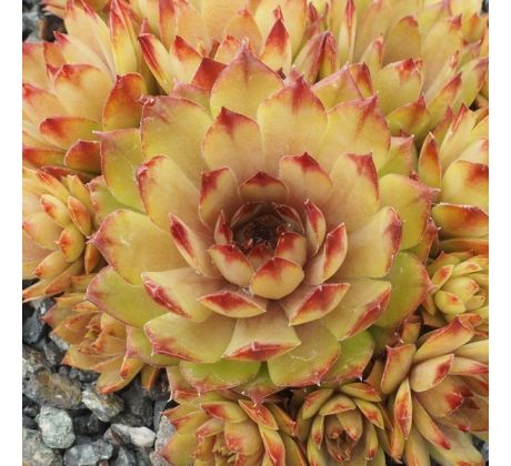 Sempervivum SAHARAASONNE