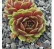 Sempervivum GRÜNSCHNABEL