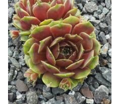 Sempervivum GRÜNSCHNABEL