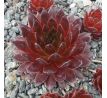 Sempervivum SARAMAYA