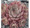 Sempervivum SILVER SHADOW