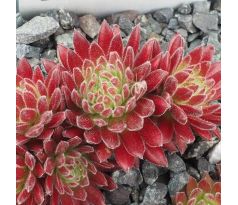 Sempervivum SEA CORAL