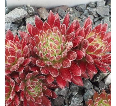 Sempervivum SEA CORAL