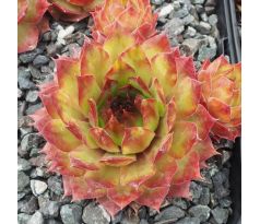 Sempervivum SEEROSENSTERN