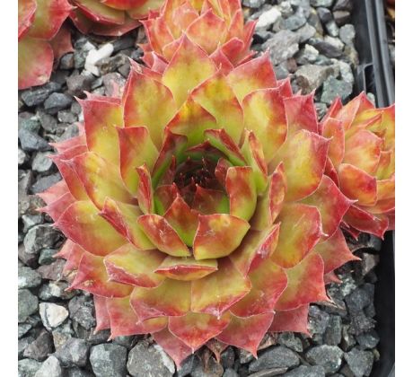 Sempervivum SEEROSENSTERN