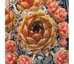 Sempervivum SEEVEDEICH