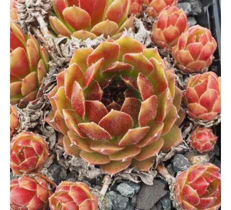 Sempervivum SEEVEDEICH