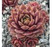 Sempervivum SERAPHINA