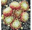 Sempervivum SHANDY