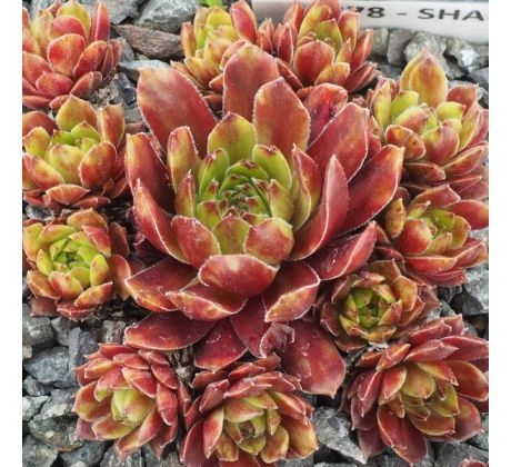 Sempervivum SHAUNA