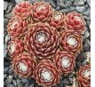 Sempervivum SILL`S WUNDERBLUME