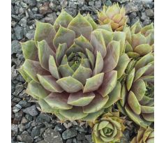 Sempervivum SILVER SONG