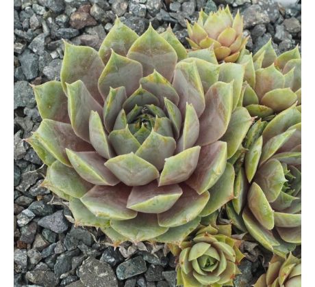 Sempervivum SILVER SONG