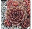 Sempervivum SMARAGD