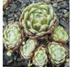 Sempervivum SNEEUWWITJE